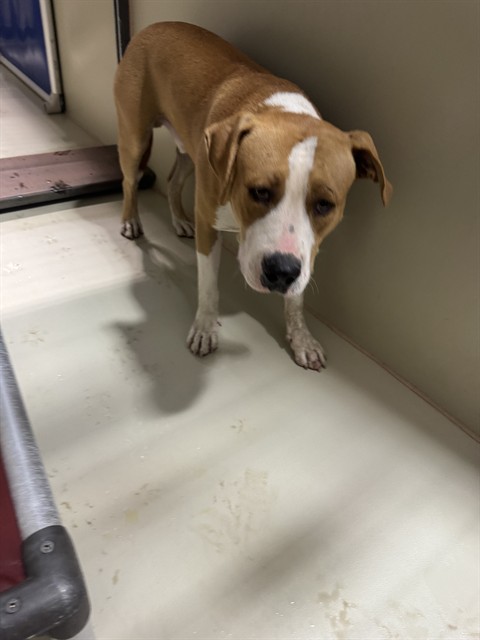 Shelter Stray Male Dog last seen Near BLOCK MEADOW RUN LN, BAKERSFIELD CA 93308, 3951 Fruitvale Ave, Bakersfield, CA 93308, USA