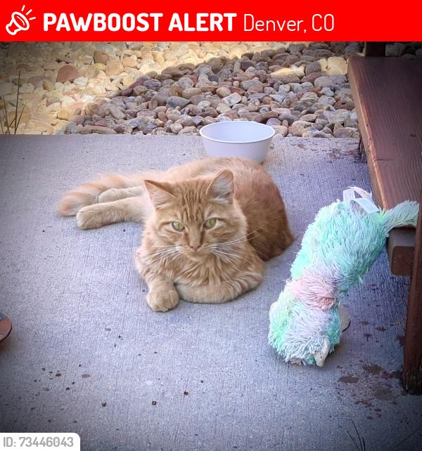 Lost Male Cat last seen Enid Way & Altura Street near Bolling Drive, Denver, CO 80239