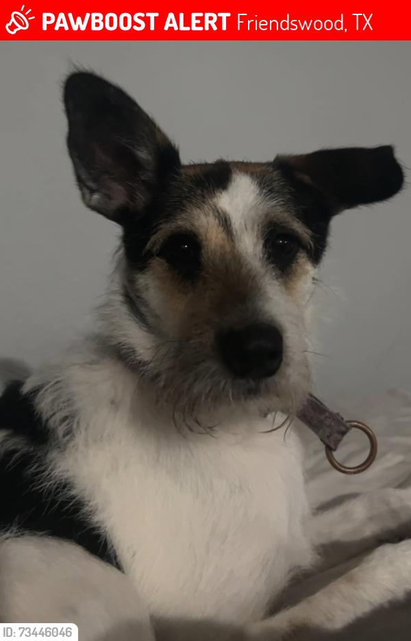Lost Female Dog last seen Kroger, Friendswood, TX 77546