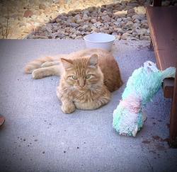 Lost Male Cat last seen Enid Way & Altura Street near Bolling Drive, Denver, CO 80239