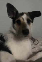 Lost Female Dog last seen Kroger, Friendswood, TX 77546