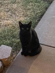 Found/Stray Unknown Cat last seen 12th and bryant, Moore, OK 73160