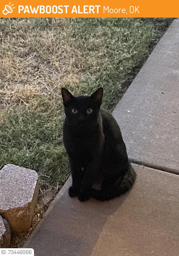 Found/Stray Unknown Cat last seen 12th and bryant, Moore, OK 73160