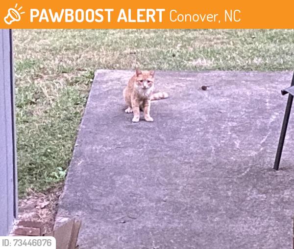 Found/Stray Unknown Cat last seen Eastover Dr, Conover, NC 28613