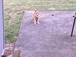 Found/Stray Unknown Cat last seen Eastover Dr, Conover, NC 28613