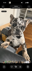 Reunited Male Dog last seen Westbury Neighborhood, Houston, TX 77096