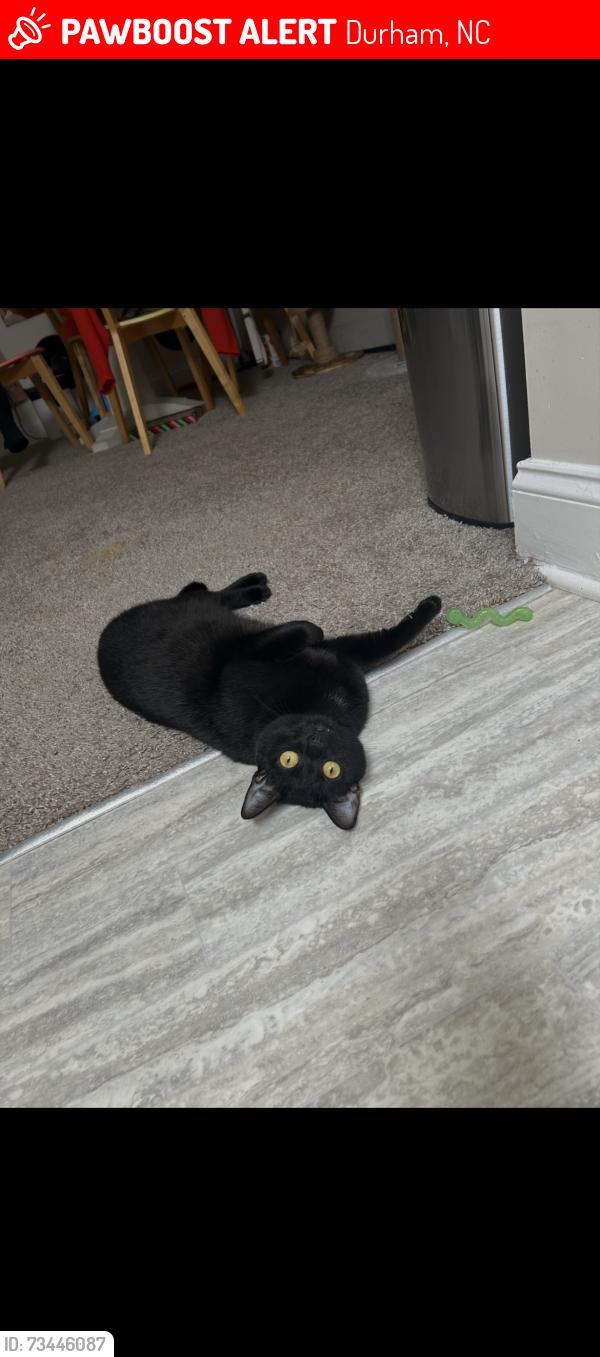Lost Female Cat last seen Sedwick and TW alexander, Durham, NC 27713