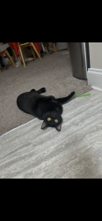 Lost Female Cat last seen Sedwick and TW alexander, Durham, NC 27713