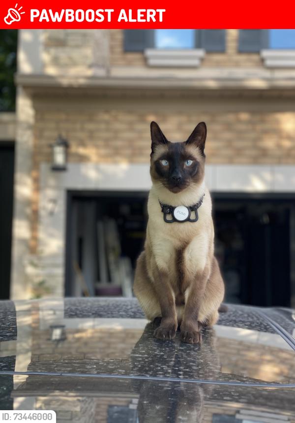 Lost Male Cat last seen Humberland and Crowling Court, Richmond Hill, ON L4E 3Y6