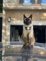 Lost Male Cat last seen Humberland and Crowling Court, Richmond Hill, ON L4E 3Y6