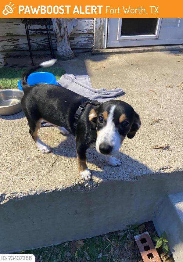 Found/Stray Male Dog last seen Riverside, Fort Worth, TX 76111