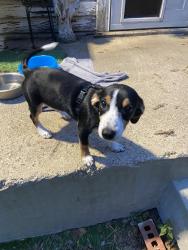 Found/Stray Male Dog last seen Riverside, Fort Worth, TX 76111