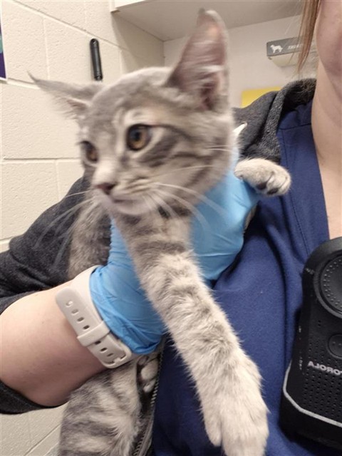 Shelter Stray Female Cat last seen NEIMAN WAY / BRADSHAW RD, 9150 Union Park Way, Elk Grove, CA 95624, USA