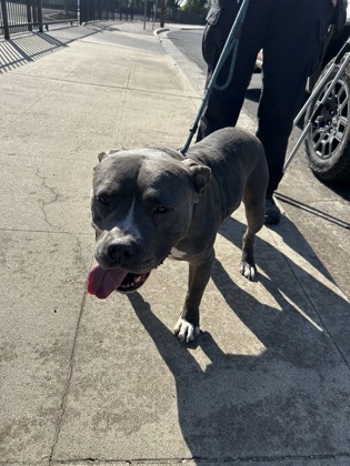 Shelter Stray Male Dog last seen E Union Ave & N Cedar Ave, Fresno Zone Fresno CO 2 93703, CA, 1510 W Dan Ronquillo Dr, Fresno, CA 93706, USA