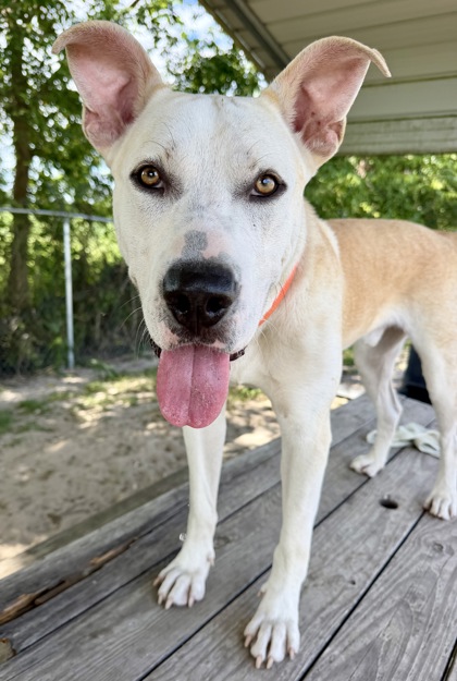 Shelter Stray Male Dog last seen W Alhambra Drive, Citrus Springs, FL, 4030 S Airport Rd, Inverness, FL 34450, USA