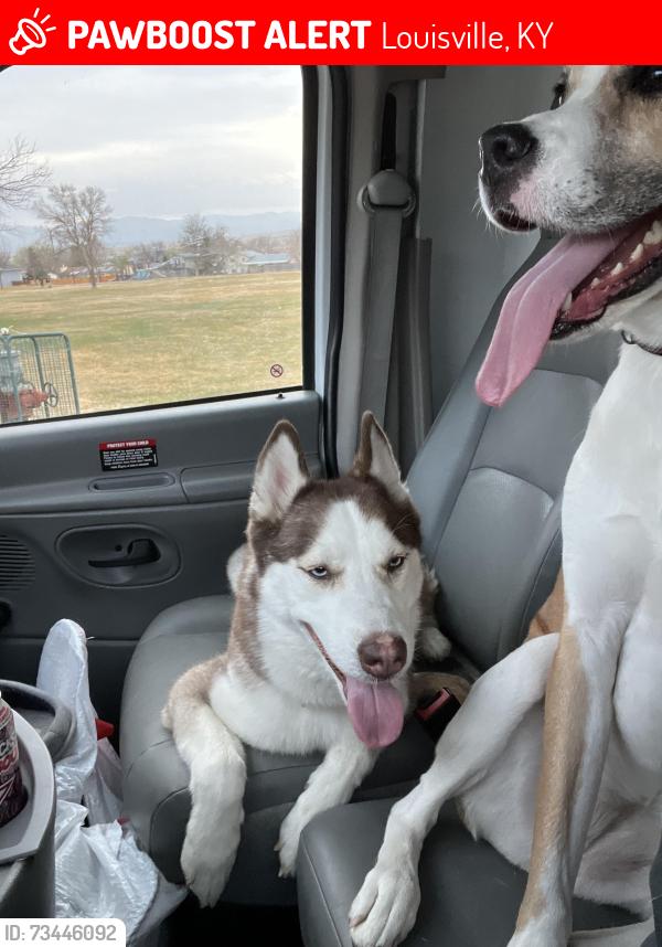Lost Female Dog last seen Dixie Highway, Louisville, KY 40210