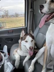 Lost Female Dog last seen Dixie Highway, Louisville, KY 40210