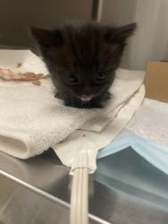 Shelter Stray Female Cat last seen Elefa Street and Lincoln Street, Roseville City, CA, 200 Tahoe Ave, Roseville, CA 95678, USA
