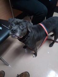 Shelter Stray Female Dog last seen , , GA, 3280 Chamblee Dunwoody Rd, Chamblee, GA 30341, USA