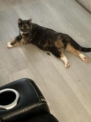 Lost Female Cat last seen Scalybark Rd, Durham, NC 27712