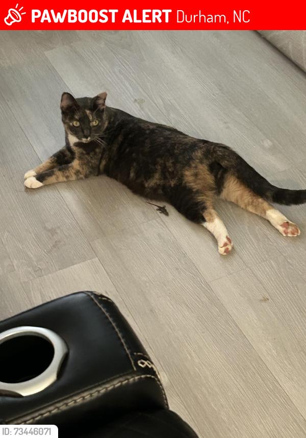 Lost Female Cat last seen Scalybark Rd, Durham, NC 27712