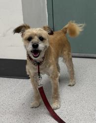 Shelter Stray Male Dog last seen Dumped at OAS front gate, Oakland,, 1101 29th Ave, Oakland, CA 94601, USA