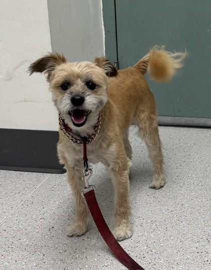 Shelter Stray Male Dog last seen Dumped at OAS front gate, Oakland,, 1101 29th Ave, Oakland, CA 94601, USA