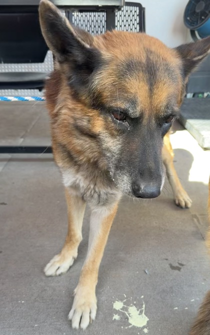 Shelter Stray Male Dog last seen Near Admiral, CITY of El Paso, TX, 5001 Fred Wilson Ave, El Paso, TX 79906, USA