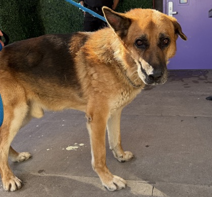Shelter Stray Male Dog last seen Near Admiral, CITY of El Paso, TX, 5001 Fred Wilson Ave, El Paso, TX 79906, USA