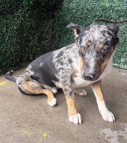 Shelter Stray Male Dog last seen Near BARCELONA, CITY of El Paso, TX, 5001 Fred Wilson Ave, El Paso, TX 79906, USA