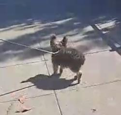 Found/Stray Male Dog last seen International Blv at 5thor at 22 ed, Oakland, CA 93601
