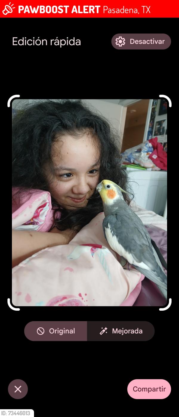 Lost Male Bird last seen Jackson st,shaver and Richey st, Pasadena, TX 77506
