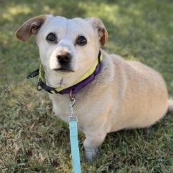 Shelter Stray Male Dog last seen Near Marina Blvd, SAN LEANDRO, CA, 94577, 8323 Baldwin St, Oakland, CA 94621, USA