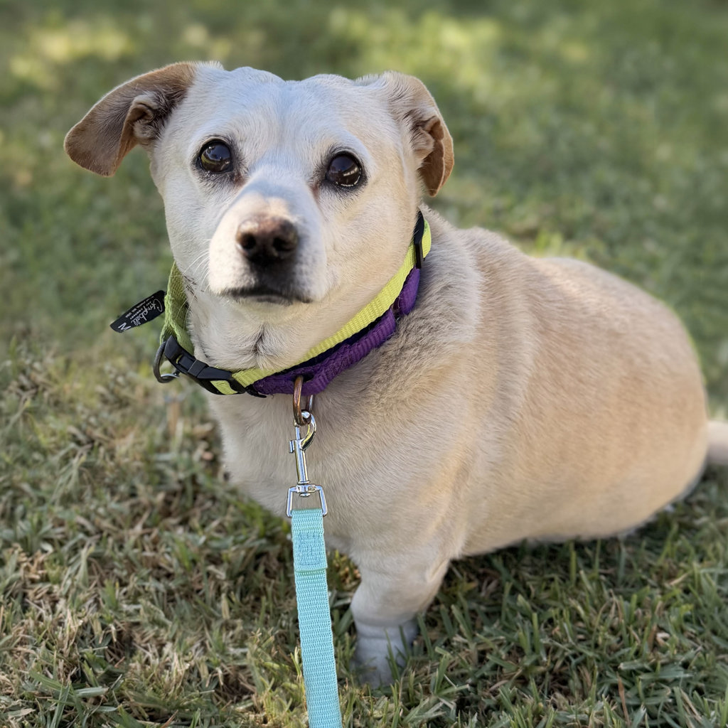 Shelter Stray Male Dog last seen Near Marina Blvd, SAN LEANDRO, CA, 94577, 8323 Baldwin St, Oakland, CA 94621, USA