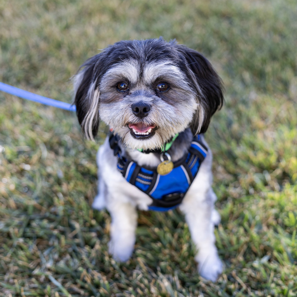 Shelter Stray Male Dog last seen Near Cindy Lane, LIVERMORE, CA, 94550, 8323 Baldwin St, Oakland, CA 94621, USA
