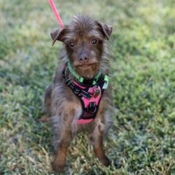Shelter Stray Female Dog last seen Portola Drive, LIVERMORE, CA, 94551, 8323 Baldwin St, Oakland, CA 94621, USA
