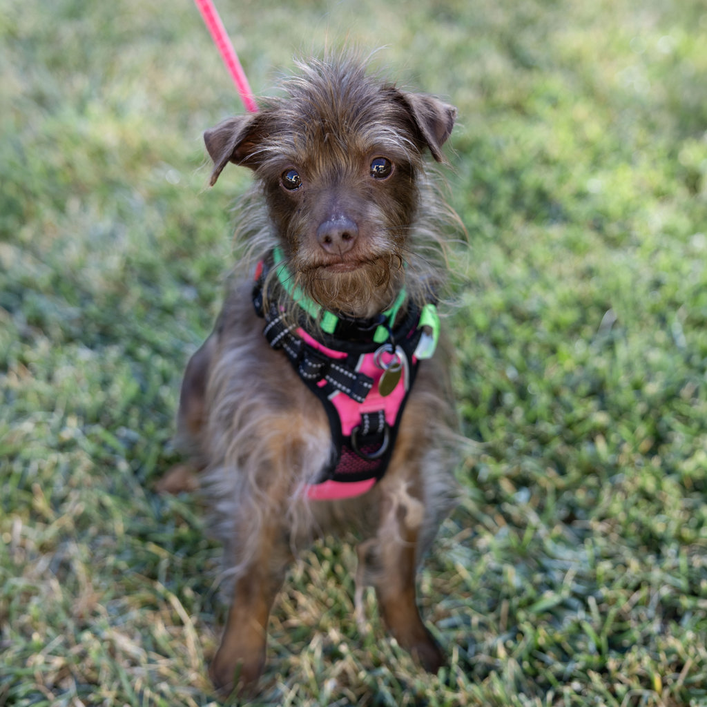 Shelter Stray Female Dog last seen Portola Drive, LIVERMORE, CA, 94551, 8323 Baldwin St, Oakland, CA 94621, USA