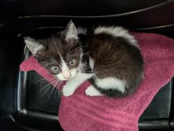 Shelter Stray Female Cat last seen Near Boston Avenue, San Diego, CA, 92113, 5500 Gaines St, San Diego, CA 92110, USA
