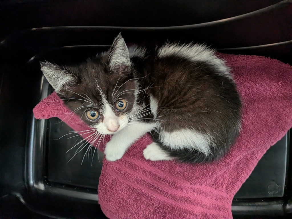 Shelter Stray Female Cat last seen Near Boston Avenue, San Diego, CA, 92113, 5500 Gaines St, San Diego, CA 92110, USA
