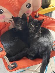 Lost Male Cat last seen Near Road 218, Cheyenne, WY 82009