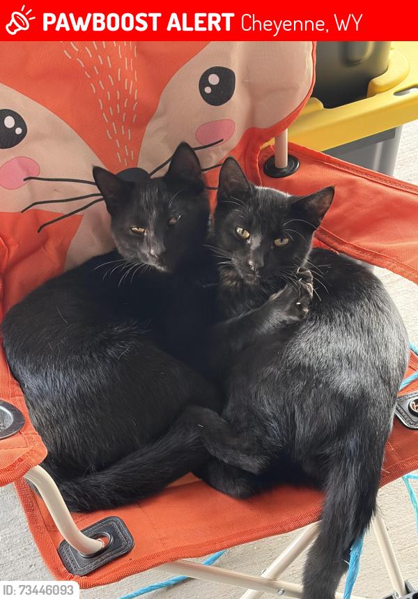 Lost Male Cat last seen Near Road 218, Cheyenne, WY 82009