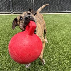 Shelter Stray Male Dog last seen Near Petree Street, El Cajon, CA, 92020, El Cajon, CA 92020, USA