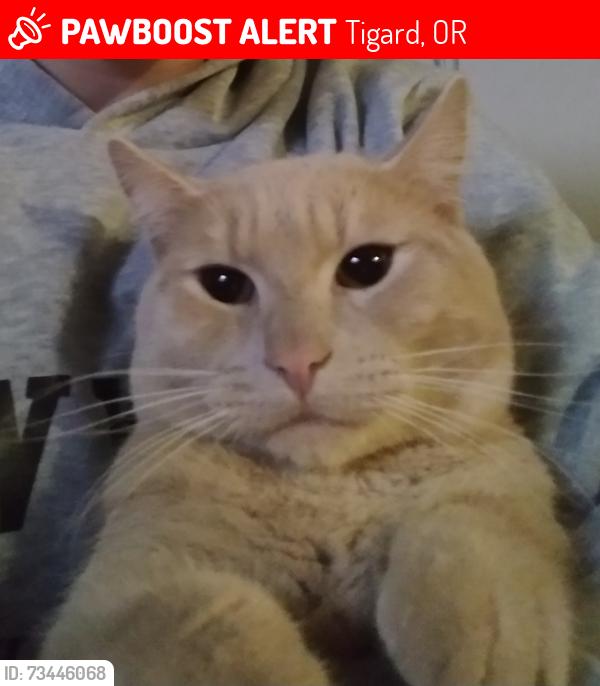 Lost Male Cat last seen Hall, hwy 99, Tigard, OR 97223