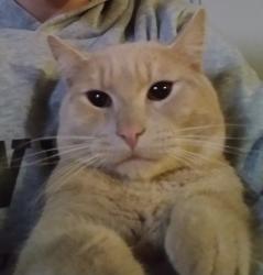 Lost Male Cat last seen Hall, hwy 99, Tigard, OR 97223