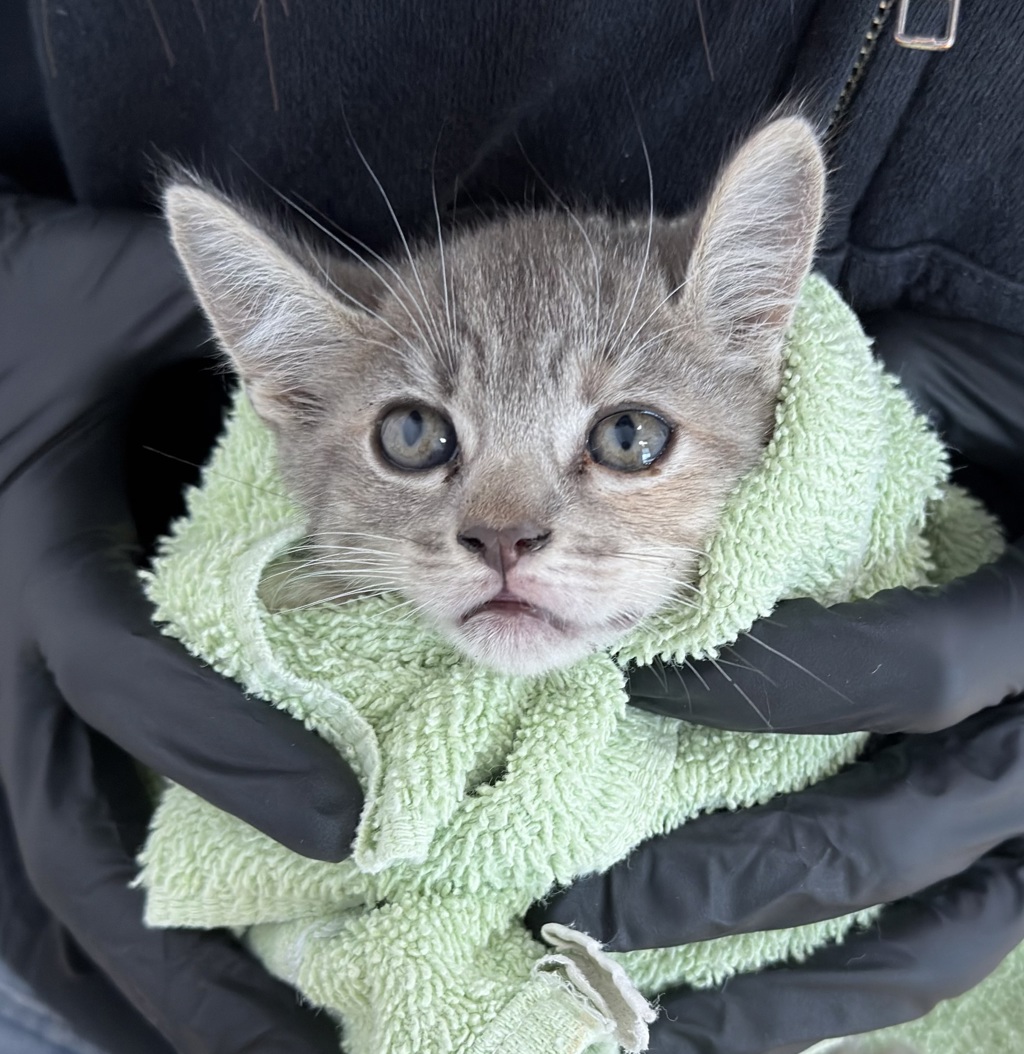 Shelter Stray Female Cat last seen Outer Road, San Diego, CA, 92154, 5500 Gaines St, San Diego, CA 92110, USA