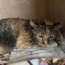 Shelter Stray Male Cat last seen , 8020 Washington St, Port Richey, FL 34668, USA
