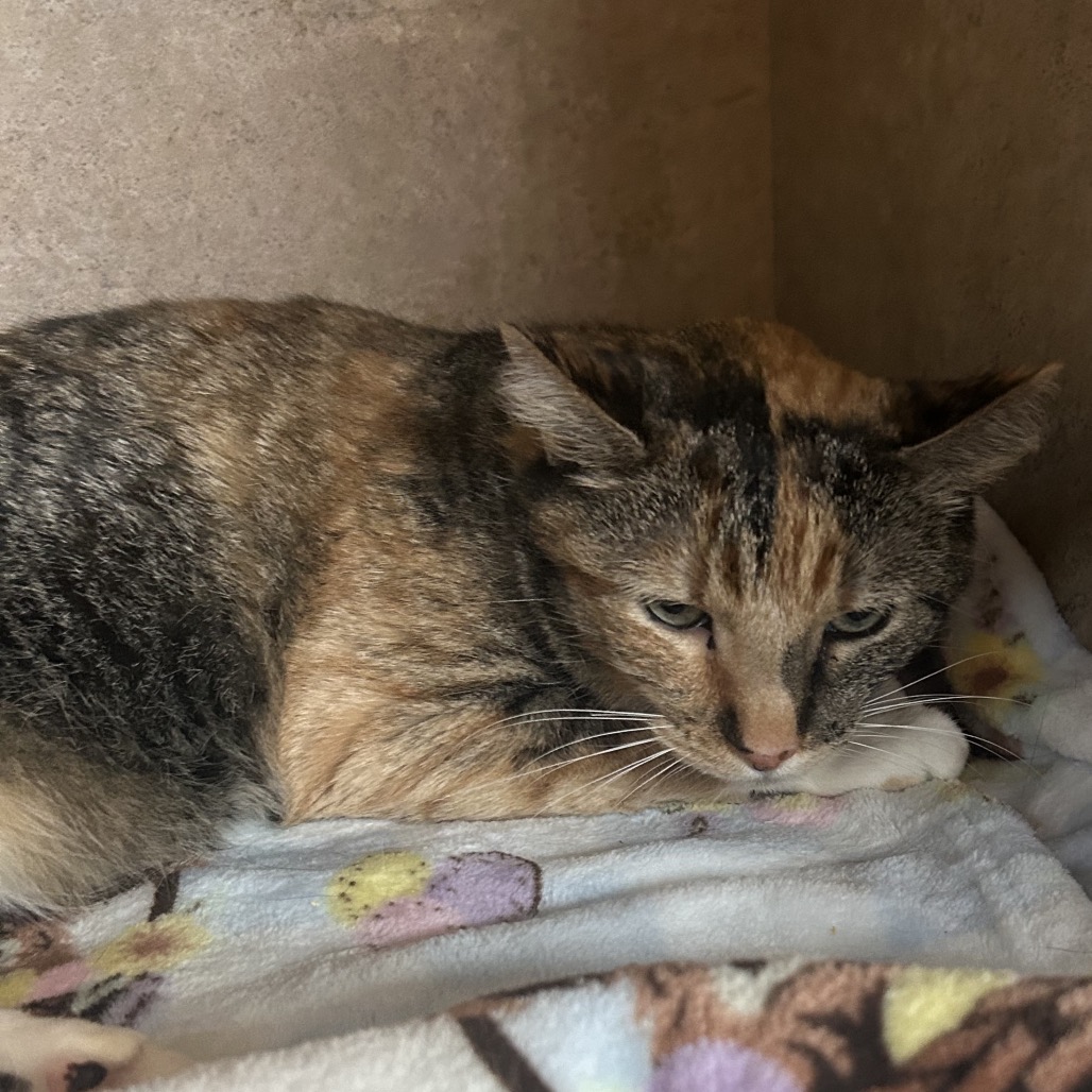 Shelter Stray Male Cat last seen , 8020 Washington St, Port Richey, FL 34668, USA