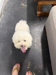Found/Stray Male Dog last seen Glen Una and byerly, San Jose, CA 95125