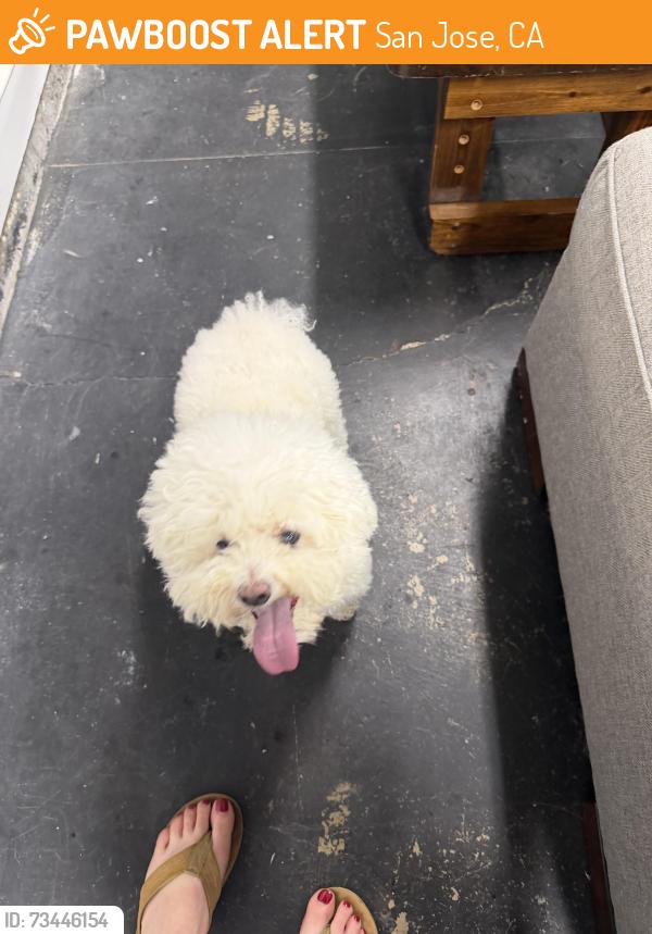 Found/Stray Male Dog last seen Glen Una and byerly, San Jose, CA 95125