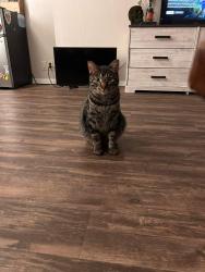 Reunited Male Cat last seen Whitney texas, Whitney, TX 76692